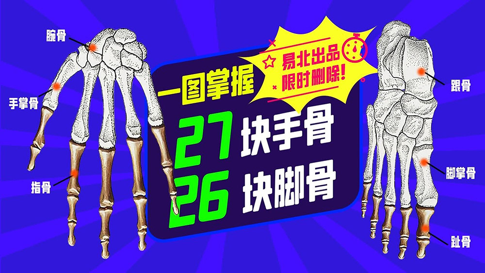 MBLEx 必考知识点之【27 块手骨与 26 块脚骨】(易北教育)