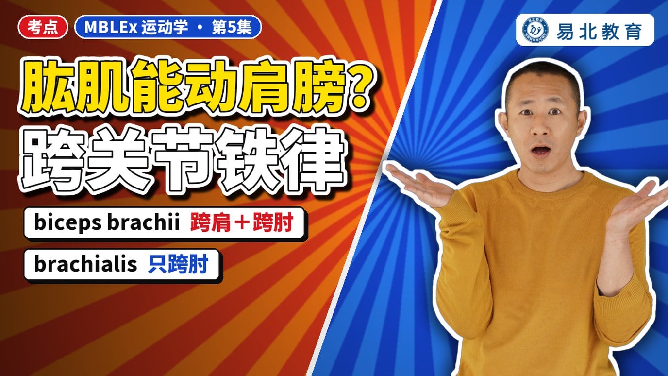 封面：张老师，标题「肱肌能不能动肩膀」，跨关节铁律