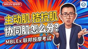 主动肌、拮抗肌、协同肌怎么分？agonist、antagonist、synergist 考题干扰项一次讲清